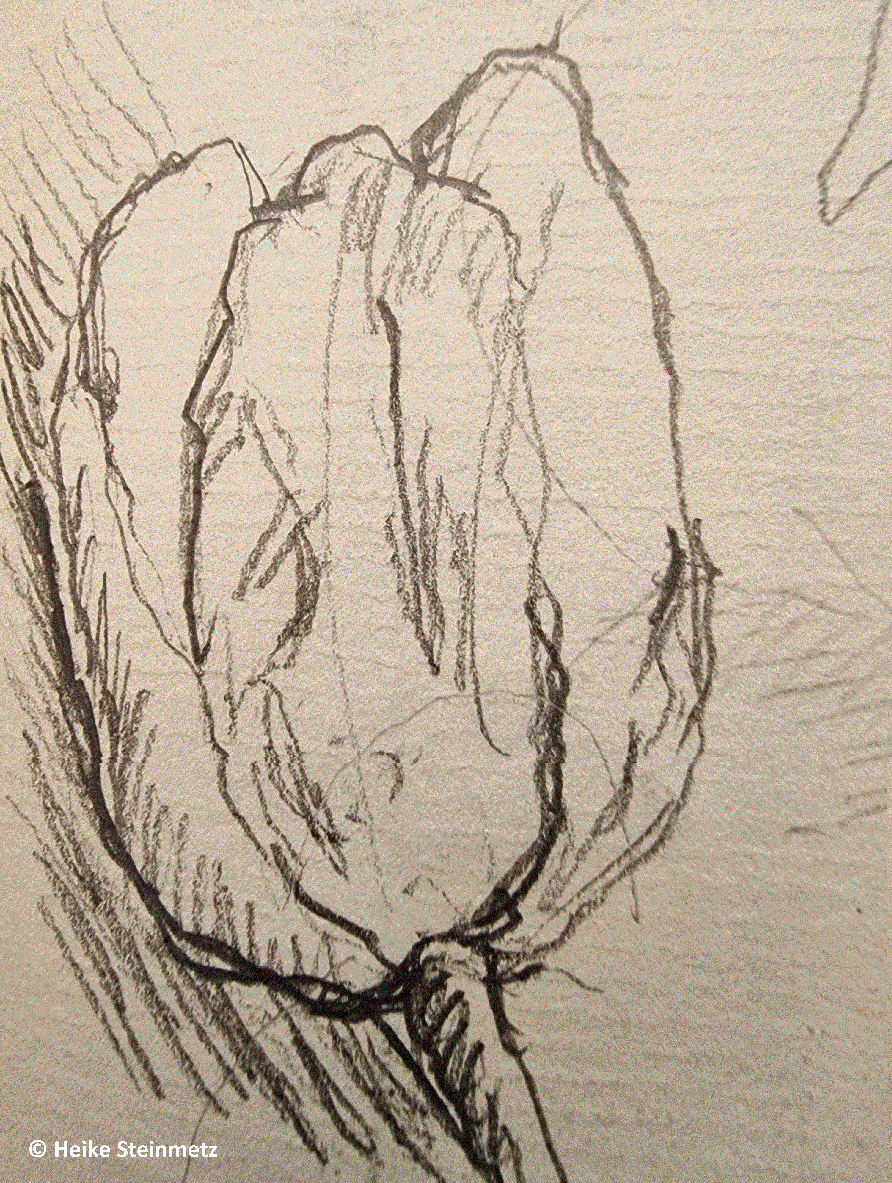 Tulpe skizze ©Heike Steinmetz